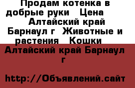 Продам котенка в добрые руки › Цена ­ 500 - Алтайский край, Барнаул г. Животные и растения » Кошки   . Алтайский край,Барнаул г.